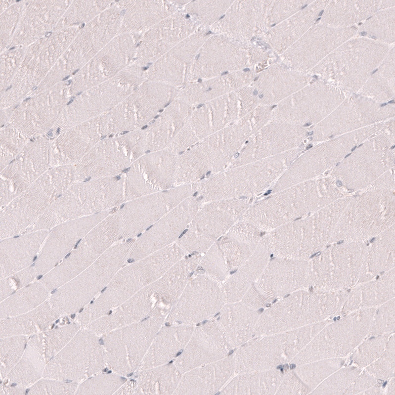 Porimin Antibody (CL14381)