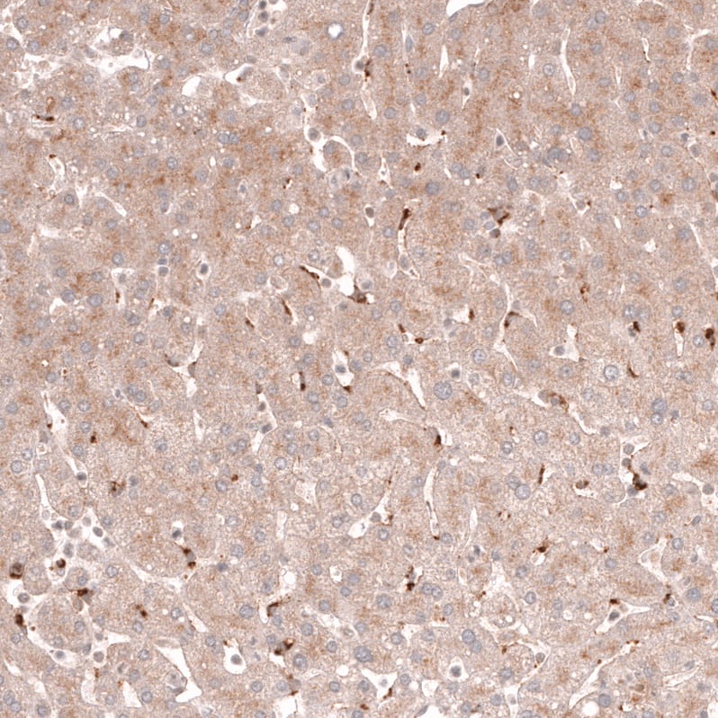 Porimin Antibody (CL14381)