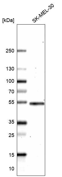 IRF4 Antibody (CL14615)