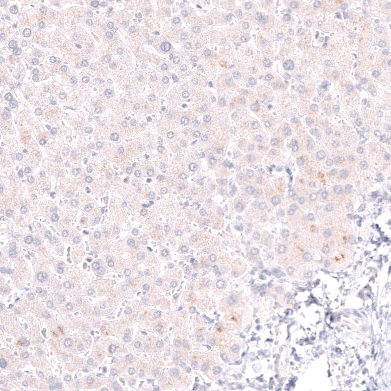 Pax5/BSAP Antibody (CL14548)