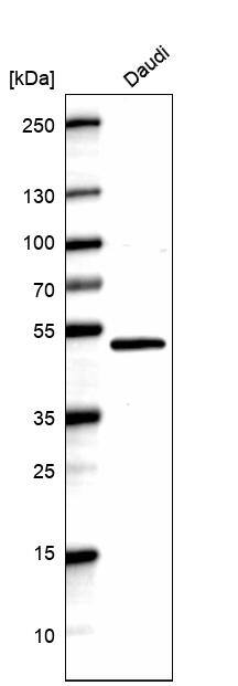 Pax5/BSAP Antibody (CL14550)