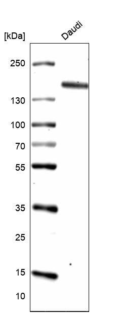 CD21 Antibody (CL14552)