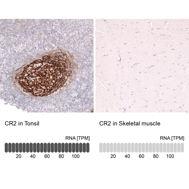 CD21 Antibody (CL14552)