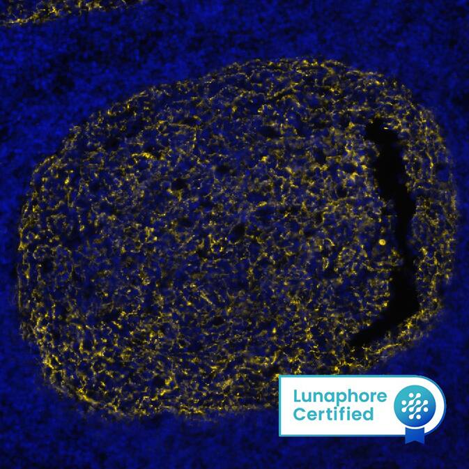CD21 Antibody (CL14552) - BSA Free CD21 Antibody (CL14552) - BSA Free