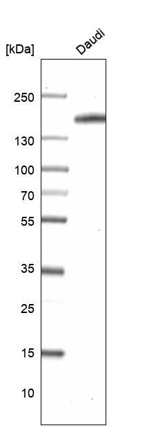 CD21 Antibody (CL14556)