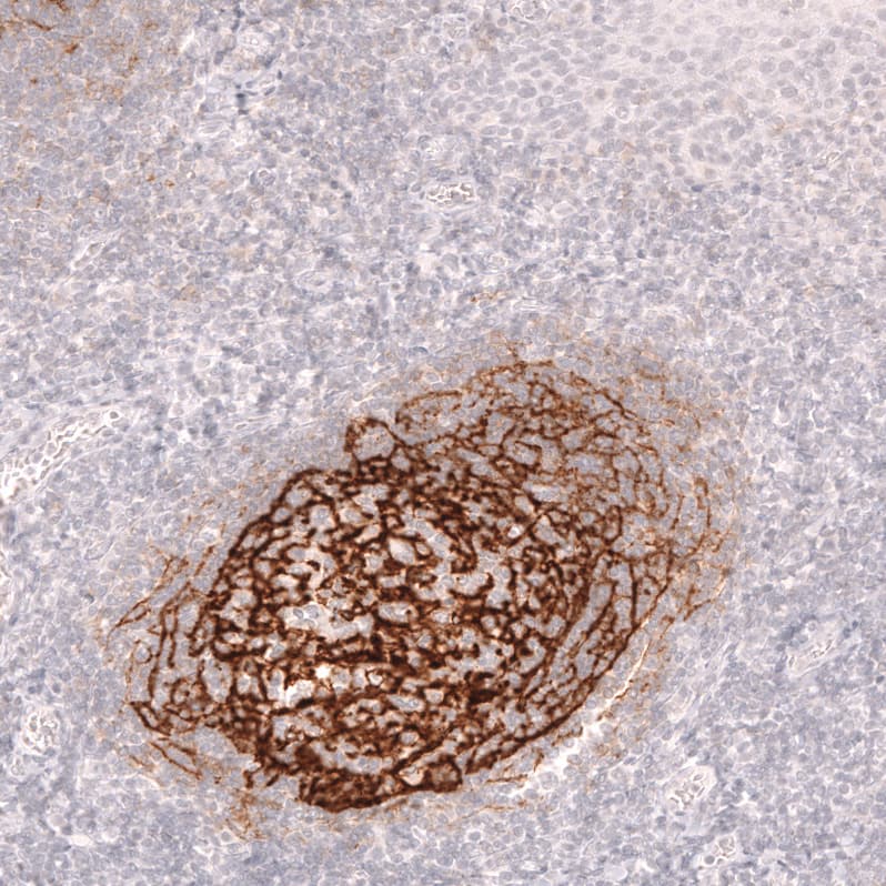 CD21 Antibody (CL14556)