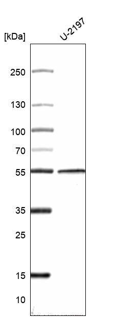 Cytokeratin 14 Antibody (CL14565)