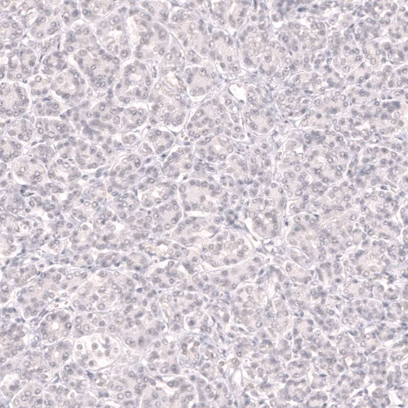 Bcl-6 Antibody (CL14612)