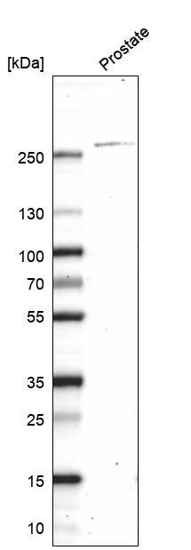 Myosin heavy chain 11 Antibody (CL14617)