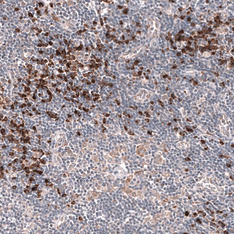 IFI27 Antibody (CL14627)