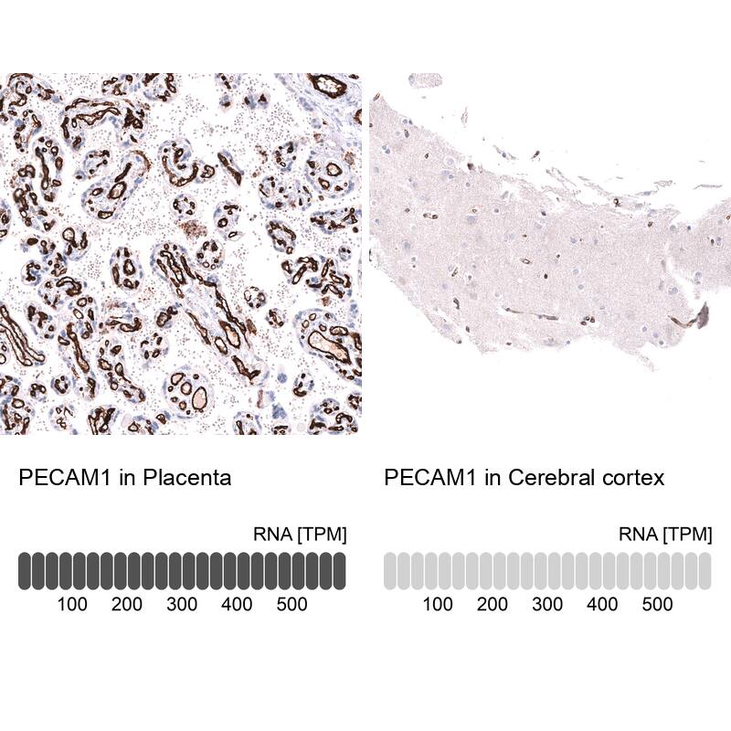 CD31/PECAM-1 Antibody (CL14696)