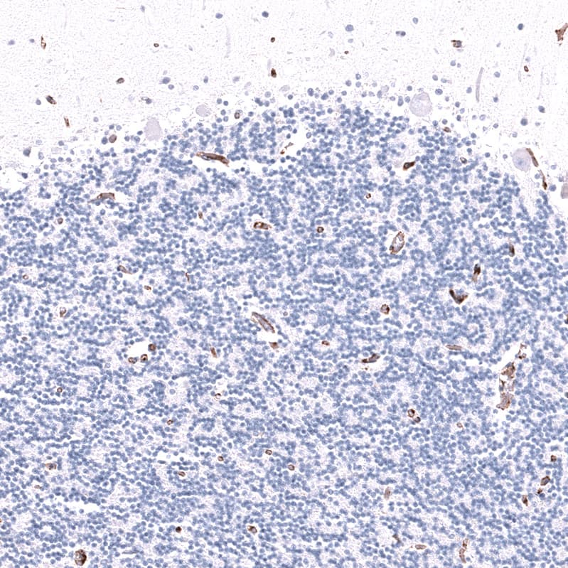 CD31/PECAM-1 Antibody (CL14696)
