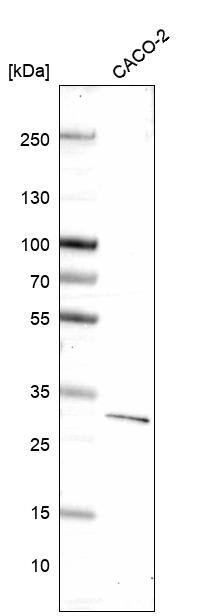 Dkk-1 Antibody (CL14707)