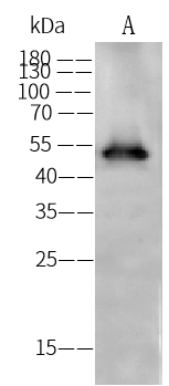 KRT37 Antibody - Azide and BSA Free