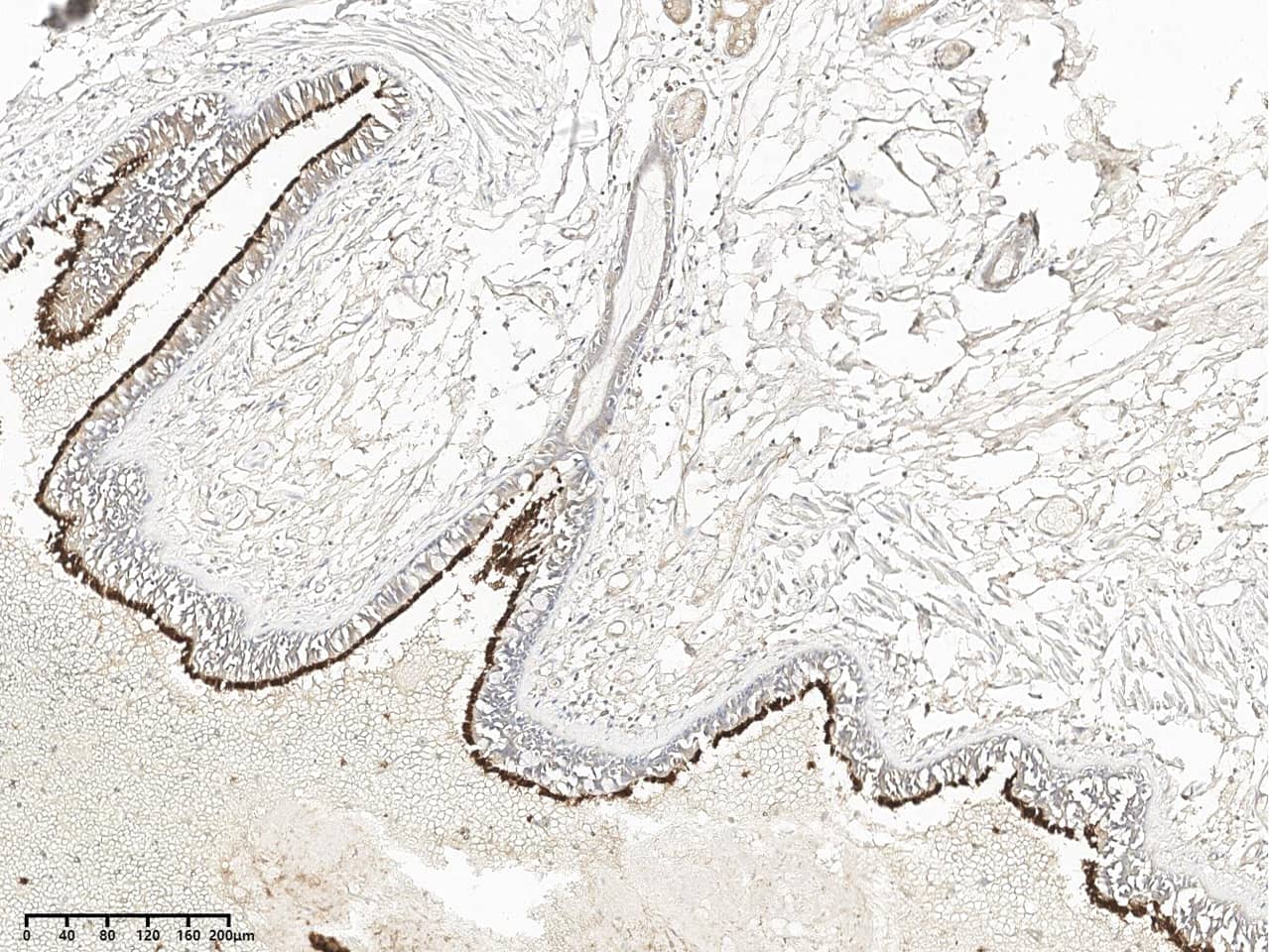 STMND1 Antibody - Azide and BSA Free