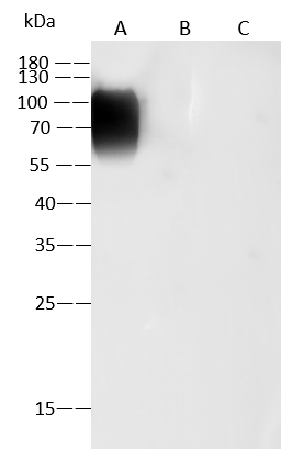 Varicella Zoster Virus Glycoprotein E Antibody (06) - Azide and BSA Free