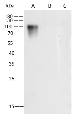 Varicella Zoster Virus Glycoprotein E Antibody (17) - Azide and BSA Free