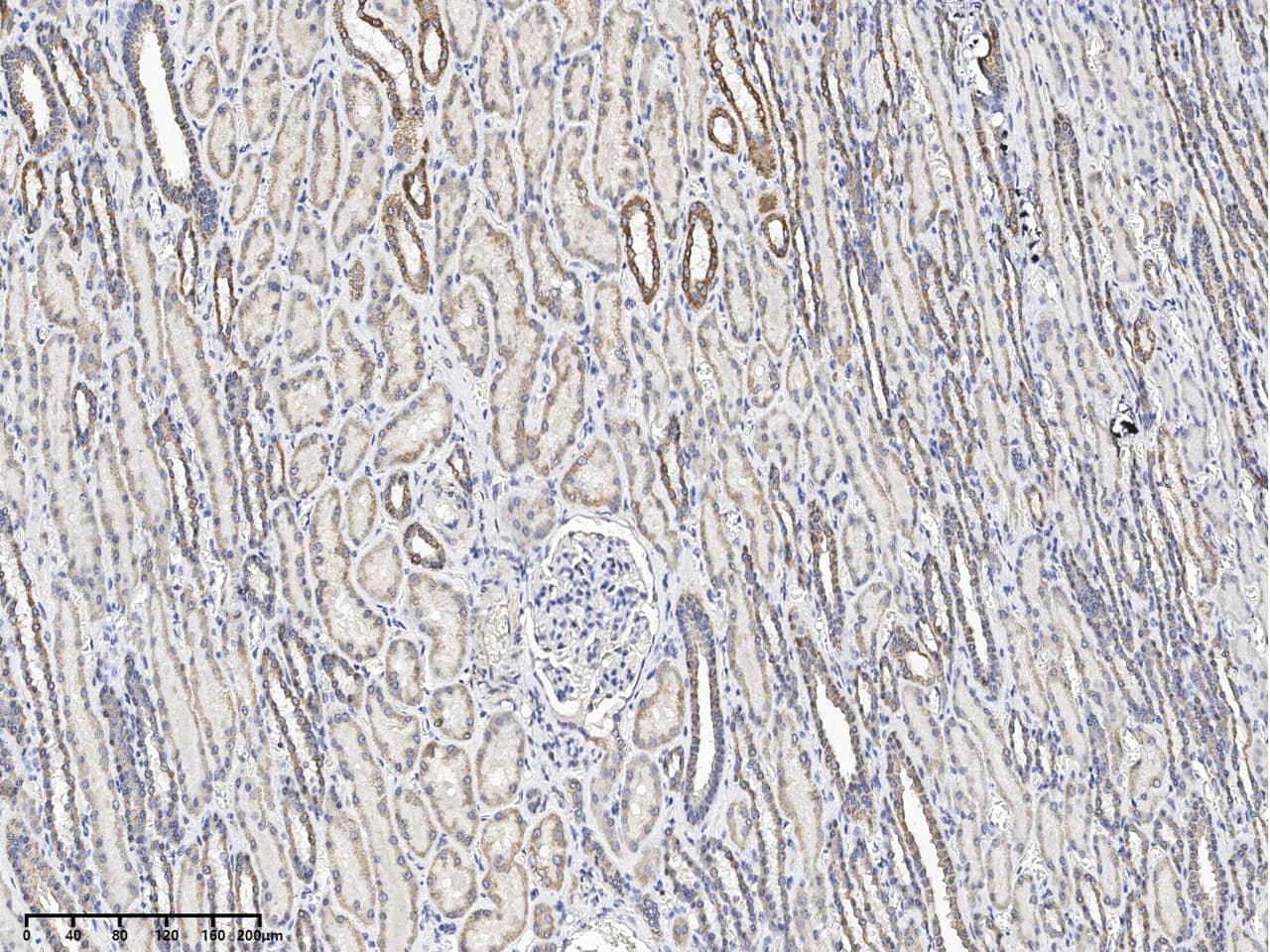 UBXN8 Antibody - Azide and BSA Free