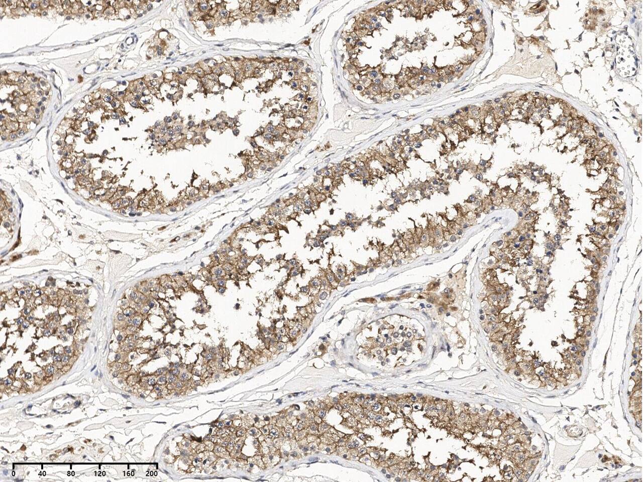 VGLL3 Antibody - Azide and BSA Free