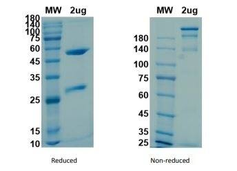 SARS-CoV-2 Spike S1 Protein Antibody (CR3022) - Azide and BSA Free