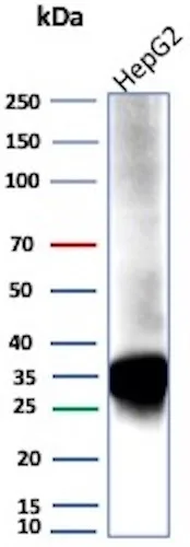 Aldo-keto Reductase 1C1/AKR1C1 Antibody (AKR1C1/9069)