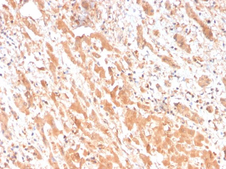 Apolipoprotein H/ApoH Antibody (APOH/3682)