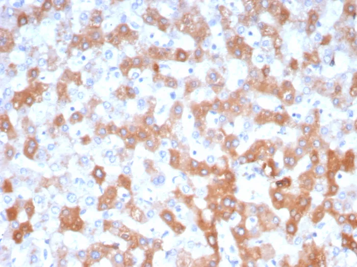 Apolipoprotein H/ApoH Antibody (APOH/3705)