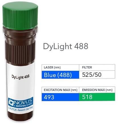 Mineralocorticoid R/NR3C2 Antibody (PCRP-NR3C2-1E3) [DyLight 488]