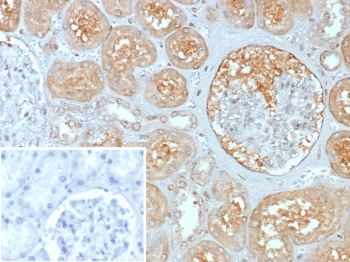 MxA/Mx1 Antibody (MX1/7529)