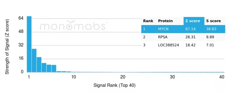 n-Myc Antibody (PCRP-MYCN-1A9)
