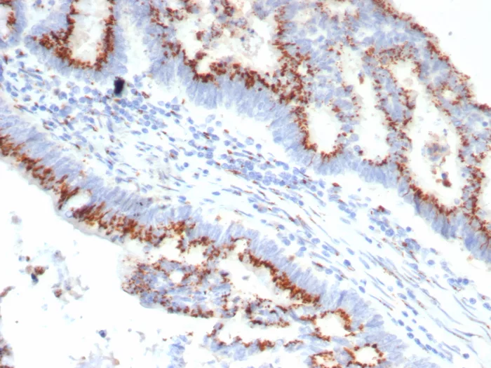 OVOL2 Antibody (OVOL2/6776)