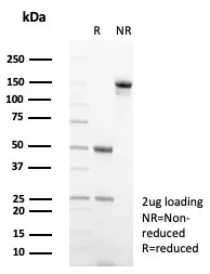 Non-species specific IgG2a Isotype Control (IGG2a/6723)