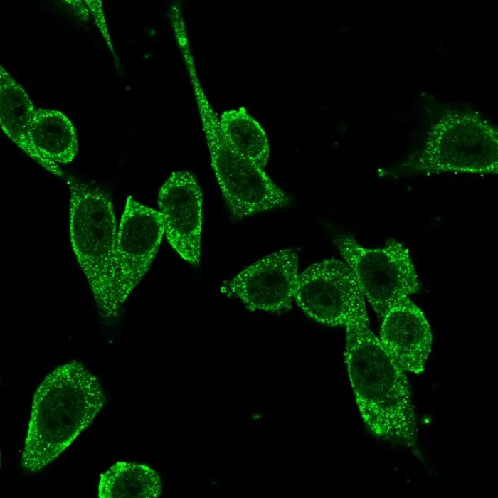 FoxP4 Antibody (PCRP-FOXP4-1G7)