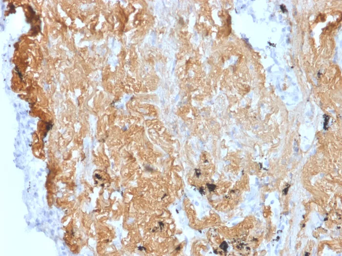 ZNF488 Antibody (PCRP-ZNF488-2D8)