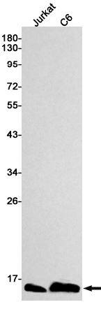 ATP synthase C mature Antibody (SR2374)