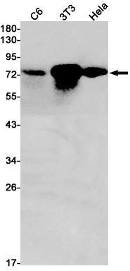 CXXC1 Antibody (SR2392)