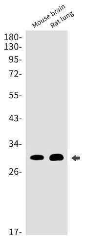 DNAJC8 Antibody (SR2404)