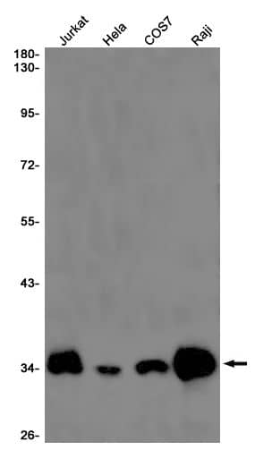 DNAJC8 Antibody (SR2404)