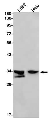 HLRC1 Antibody (SR2406)