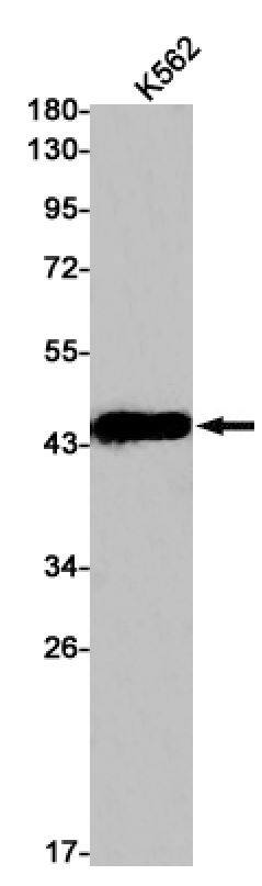 DPS Antibody (SR2407)