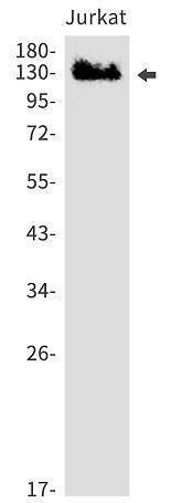 KDM2A/FBXL11 Antibody (SR2410)