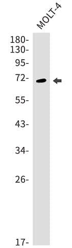 SODD/BAG4 Antibody (SR2489)