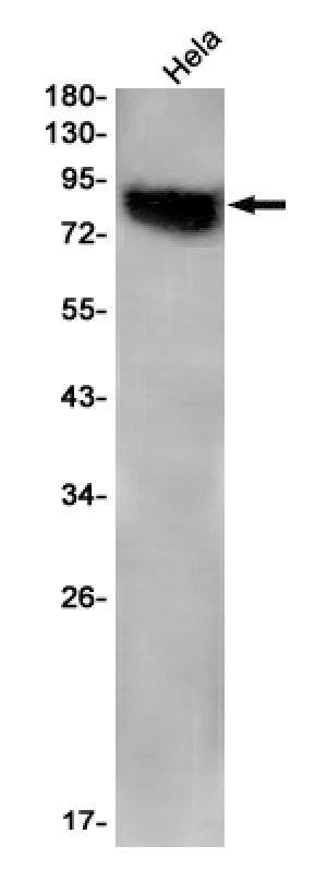 STRN4 Antibody (SR2496)