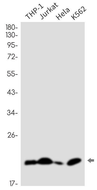 SNRPC Antibody (SR2507)