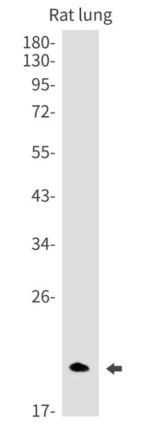 SNRPC Antibody (SR2507)