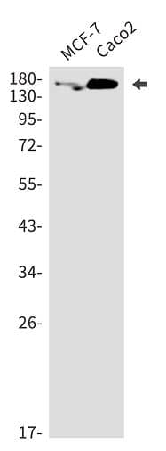 TJP3 Antibody (SR2513)