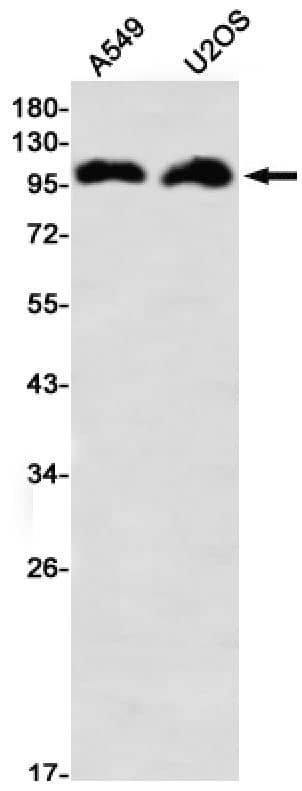 Lgl1 Antibody (SR2530)