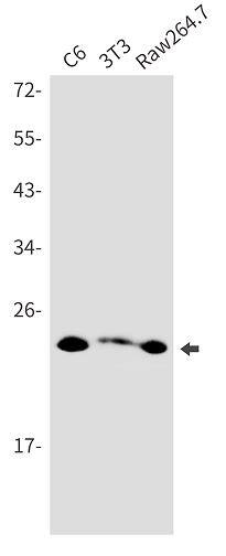 PMF1 Antibody (SR2536)