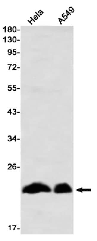 PMF1 Antibody (SR2536)