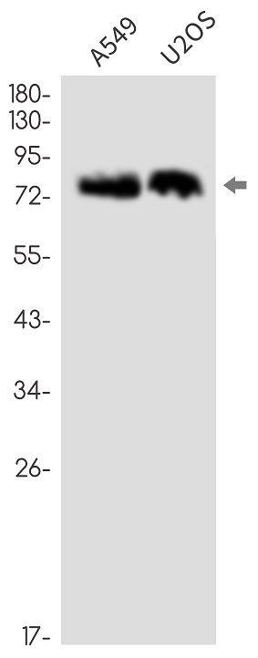 QSOX1/Quiescin Q6 Antibody (SR2539)